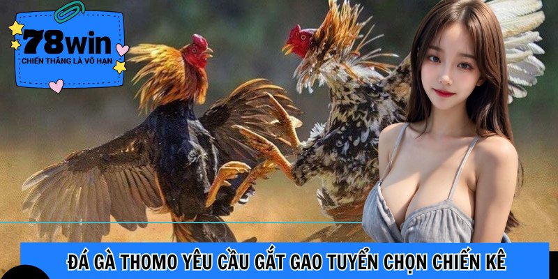 Đá gà Thomo yêu cầu gắt gao tuyển chọn chiến kê